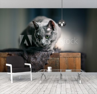 Picture of Russian Blue Cat